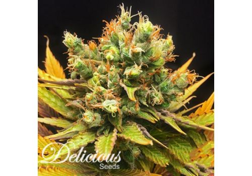 Delicious Seeds Honeybells
