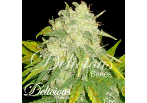 Delicious Seeds II Diavolo AUTOMATIC