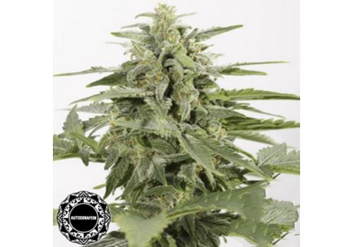 Dinafem Seeds Industrial Plant AUTO CBD