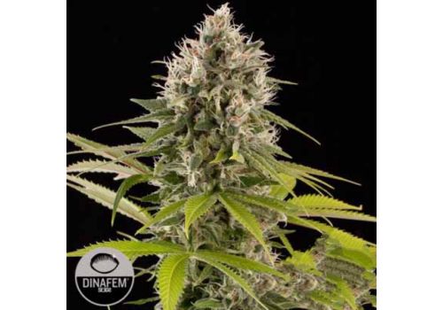 Dinafem Seeds Industrial Plant