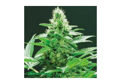 De Sjamaan Seeds Ingemar's Punch