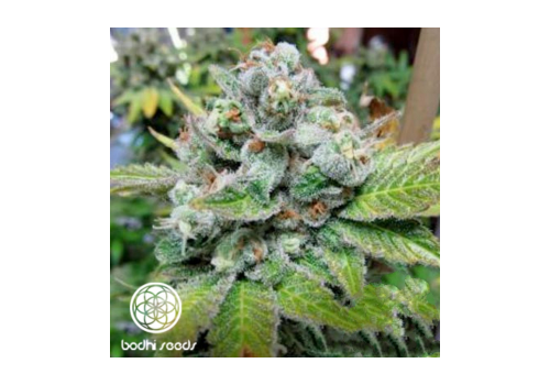 Bodhi Seeds Isaac Haze