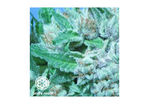 Bodhi Seeds Jabba's Stash