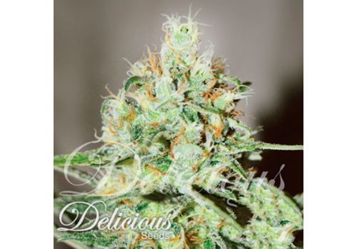 Delicious Seeds Jagg Kush