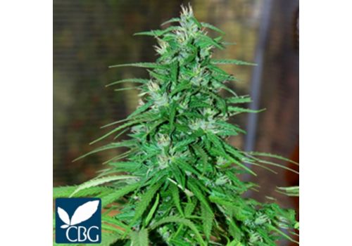 Cannabiogen Seeds Jarillo