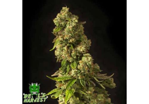 Devil's Harvest Seeds John Doe