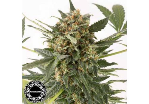Dinafem Seeds Kush'n'Cheese AUTO
