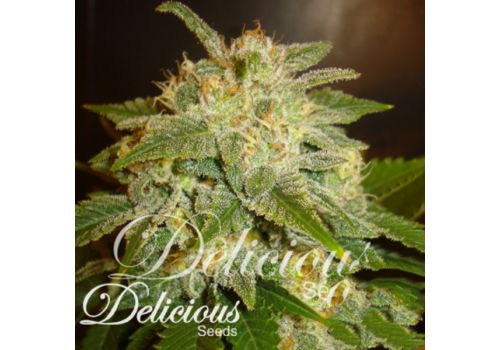 Delicious Seeds La Bella Afrodita Automatic
