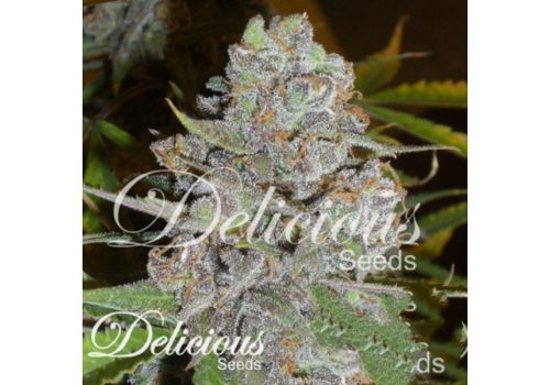 Delicious Seeds La Diva AUTOMATIC