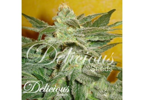 Delicious Seeds La Frutta Di Venus