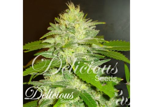 Delicious Seeds La Musa