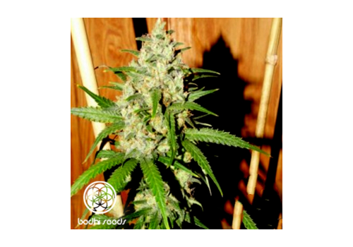 Bodhi Seeds Lemon Zinger