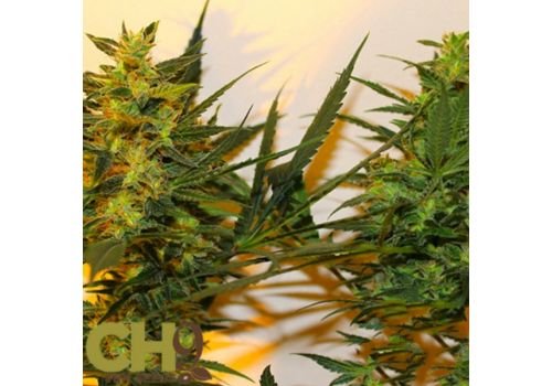 CH9 Seeds Luther Dogman x Train Wreck