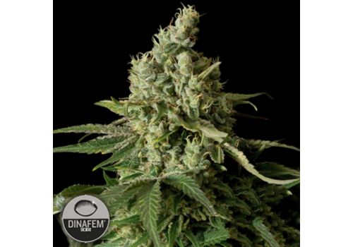 Dinafem Seeds Moby Dick CBD