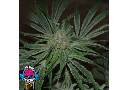 Dank Genetics Seeds Mad Dawg OG