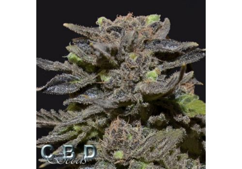CBD Seeds Magma
