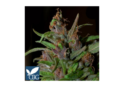 Cannabiogen Seeds Mangobiche