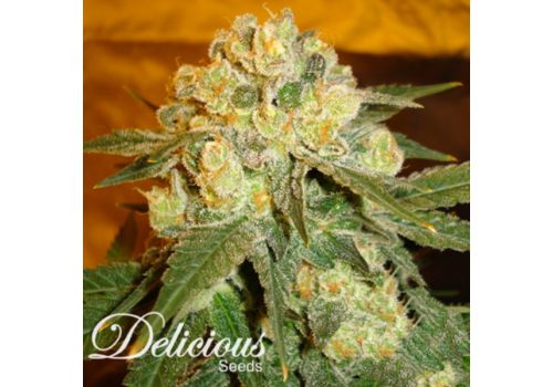 Delicious Seeds Marmalate