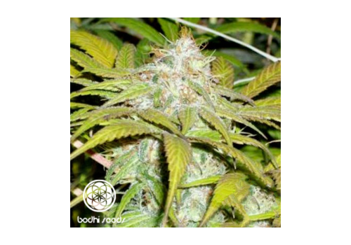 Bodhi Seeds Medicine Buddha