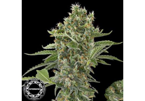 Dinafem Seeds Moby Dick AUTO
