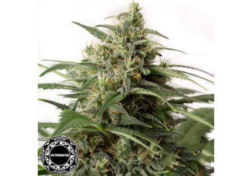 Dinafem Seeds Moby Dick XXL AUTO