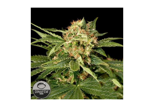 Dinafem Seeds Moby Hash