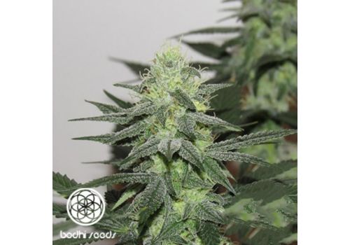 Bodhi Seeds Moontang