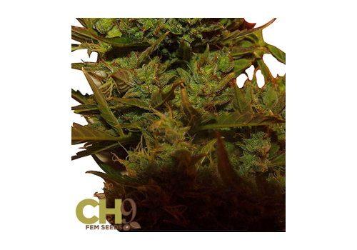 CH9 Seeds Automatic Climax