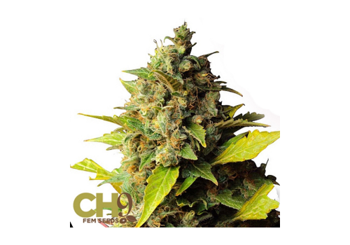 CH9 Seeds Female Mixed