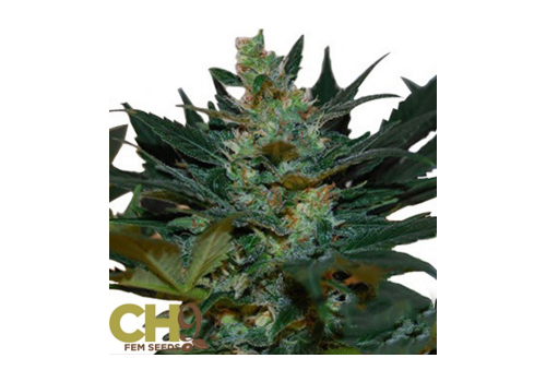 CH9 Seeds G Bolt