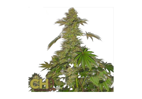 CH9 Seeds Green Bud