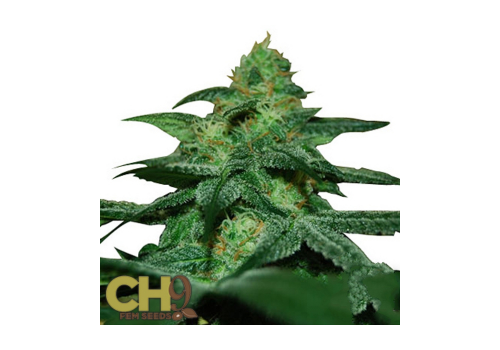 CH9 Seeds Gryphon 33