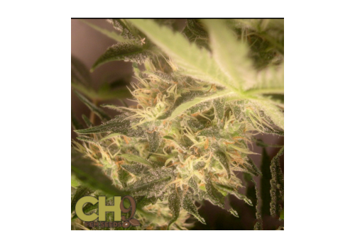 CH9 Seeds Hashplant