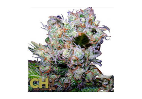 CH9 Seeds Humboldt