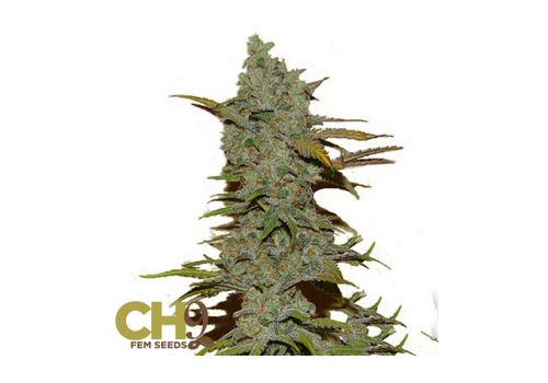 CH9 Seeds Jack