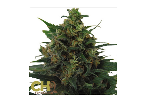 CH9 Seeds Jack 33