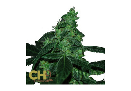 CH9 Seeds Toxic Blue 33