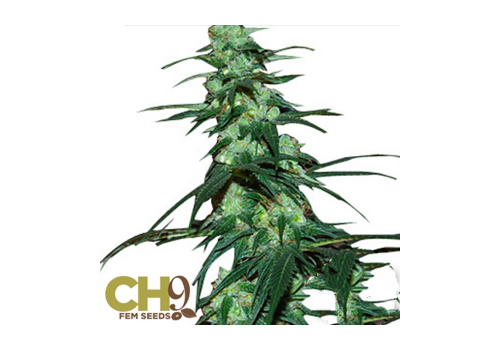 CH9 Seeds NL5 Haze Jack 33