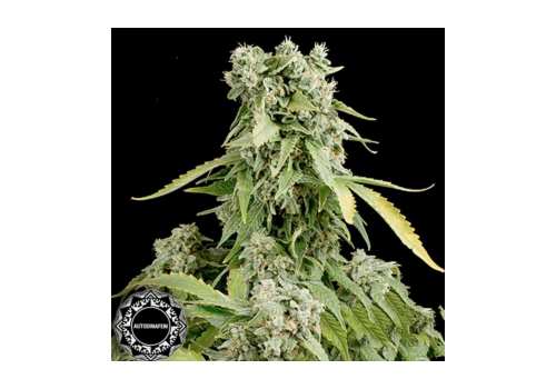 Dinafem Seeds Blue Cheese AUTOFLOWERING