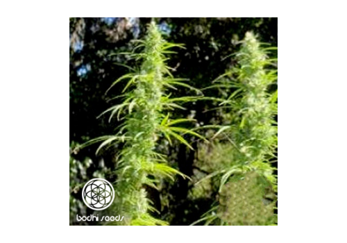 Bodhi Seeds Nepali Watermelon Hashplant