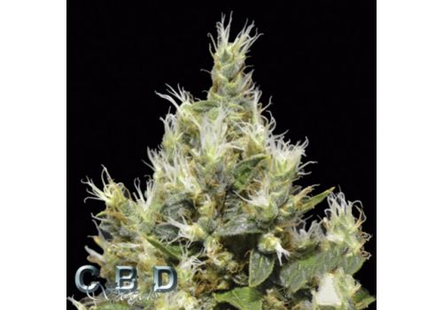 CBD Seeds Northern