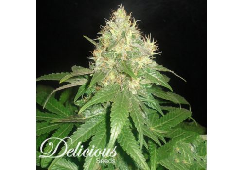 Delicious Seeds Northern Light Blue
