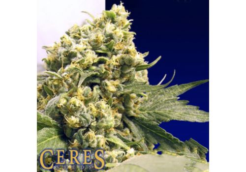 Ceres Seeds Northern Lights x Skunk #1