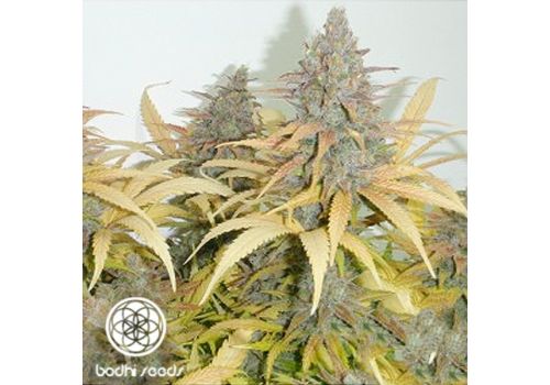Bodhi Seeds Northern Lights #5