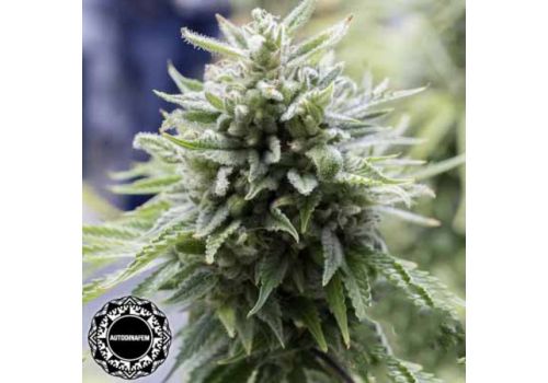 Dinafem Seeds OG Kush AUTO