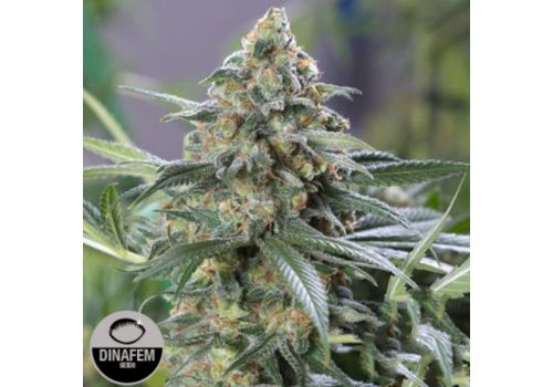 Dinafem Seeds OG Kush CBD