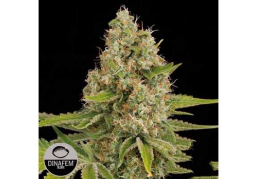 Dinafem Seeds OG Kush