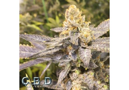 CBD Seeds Orange Big Bud