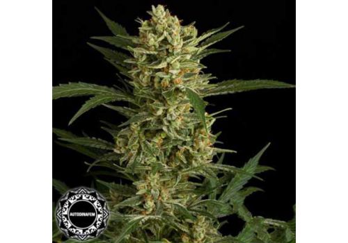 Dinafem Seeds Original Amnesia AUTO
