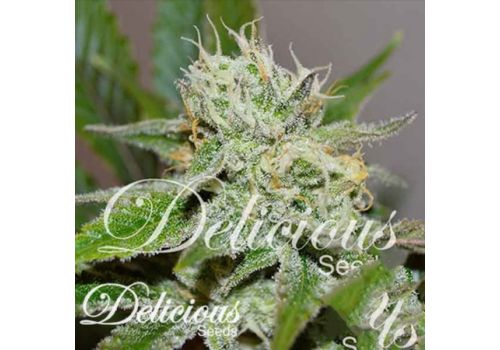 Delicious Seeds Original Juan Herer